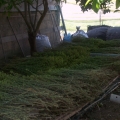 foto15 01 2011 100